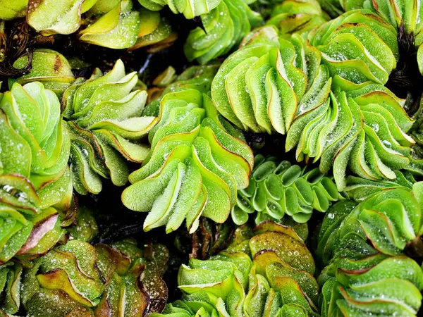stock image Macro green Giant Salvinia molesta ,weed water plants ,aquatic fern