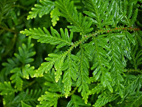 stock image Macro green leaves foliage Davallia Canariensis ,rabbit foot fern ,Selaginella involvens ,Appalachian Bristle fern ,filmy fern plants 