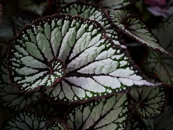 Yaprak yaprakları için kapalı yapraklı begonya bitkileri, peri begonyası Rexultorum, Heuchera Micrantha Reale Piper Sylvaticum, fundo verde frondoso