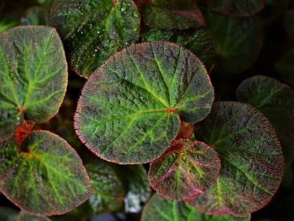 Kapalı yapraklı begonya yapraklı arka plan bitkileri, peri begonya Rexultorum, Heuchera Micrantha Reale gaydacısı Ornatum, Piper Sylvaticum, fundo verde frondoso, makro resim, boyalı yapraklar