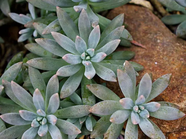 Yakın plan sulu bitkiler Pachyphytum hookeri Variegata, Salm Dyck gümüşi mavi-yeşil, Pachyphytum hookeri çeşitli, sivri yapraklar, yaprak uçları kırmızıya dönüyor, Echeveria, makro görüntü ,