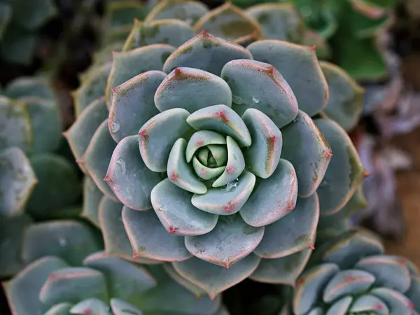 Makro sulu kaktüs, Echeveria elegans, gül lahanası, kalın yapraklı rosetler, Echeveria Apus, şekilli gül yaprakları, Crassulaceae ailesi çiçek açan bitki, tavuk ve civciv, Echevelia gibbiflora 