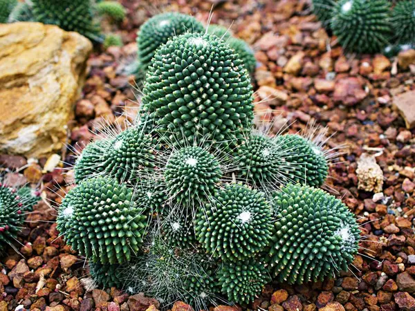 Kaktüs çöl bitkisi Mammillaria carnea Pandan, Herbs Cacti Medicinal, Autore Zucc Argomento della citazione vergisi, nov. Kategori tassonomika Tür Sinonimo Cactaceae Mammillaria villi