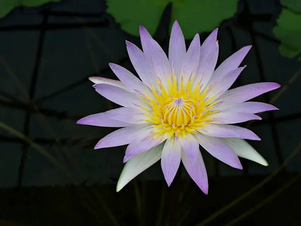 stock image  flower water lily Nymphaea nouchali var. caerulea ,Egyptian lotus plants ,Nymphaeaceae 