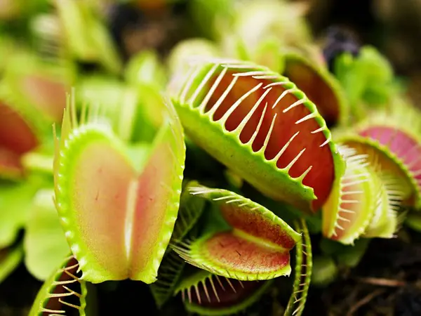 Kapalı Venüs sinekkapanı, böcek yuvası bitkileri, düşük dev, Dionaea muscipula, iğne gibi diş, venüs sinek kapanı, Cook 's Etobur 