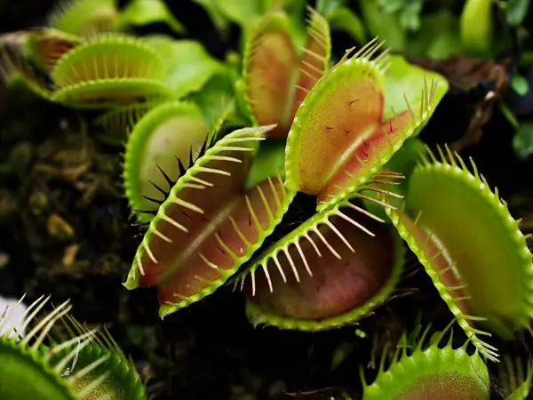 stock image Closeup Venus flytrap ,Insectivorous plants ,Low Giant ,Dionaea muscipula ,needle-like-teeth ,venus fly catcher ,Cook's Carnivorous 