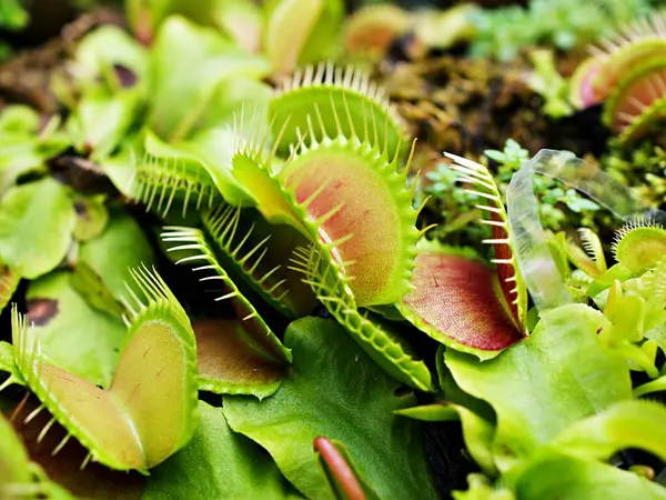 Kapalı Venüs sinekkapanı, böcek yuvası bitkileri, düşük dev, Dionaea muscipula, iğne gibi diş, venüs sinek kapanı, Cook 's Etobur 