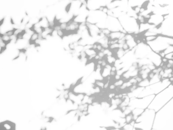 Розмиті Тіньові Листя Фон Абстрактний Ефект Сонячного Світла Природа Сірому — стокове фото