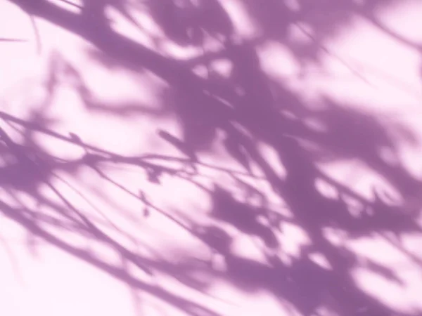 Абстрактний Фон Тіньове Листя Ефекту Вікна Будівництво Бетон Фіолетовий Цемент — стокове фото