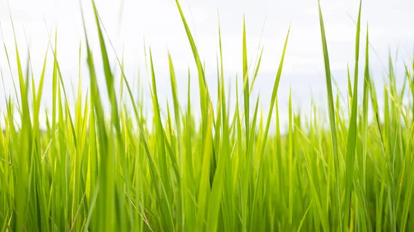 stock image Jasmine Rice Plant with Blue Sky Background,Orgarnic Rice Tree,Garden Farmer in Thailand, Traditional raw Food Vegaetarian for Asian,Nature Garden,Environment Agricultur Farm Landscape nature.