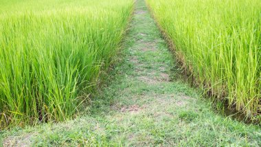 Yaya yolu orta Jasmine Rice bitki örtüsü, Orgarnic Rice Tree ile Aşçılık Tayland 'da Taze Çayır Bahçesi Çiftçisi, Asya için Geleneksel Çiğ Gıda Vejetaryeni, Doğa Bahçesi, Çevre