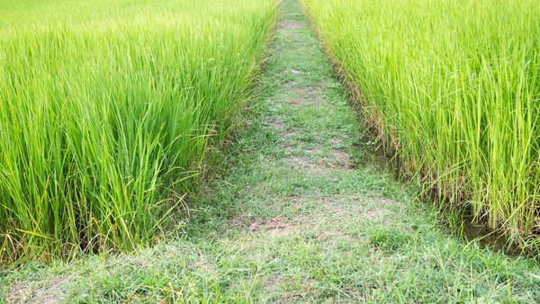 stock image Footpath middle Jasmine Rice Growth Plant Background,Cooking with Orgarnic Rice Tree,Fresh Meadow Garden Farmer in Thailand,Traditional Raw Food Vegaetarian for Asian,Nature Garden Outdoor,Environment