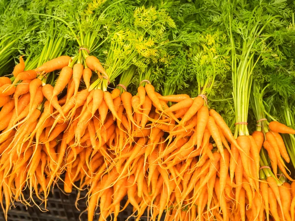 Karotten Hintergrund Frische Wurzel Oganische Karotte Mit Pflanzenwachstum Grüner Baum — Stockfoto