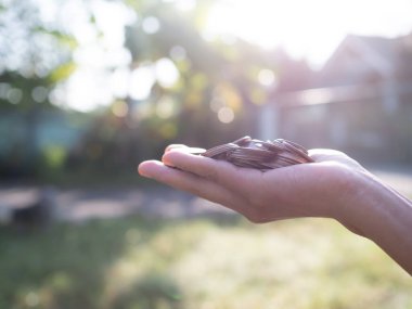 Görüntü Doğası Bokeh Geçmişi, El Kadını Para Tutuyor, Yatırım Kârı Finansmanı veya İş Konsepti.
