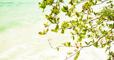 Green Leaves Plant Growth Tree on Blur Blue Sea Background,Summer Tropical Card or Poster,Beautiful Nature Forest on Calm Water at Coast,for Tourism Relax Vacation Trovel Holidays,Island Seascape.