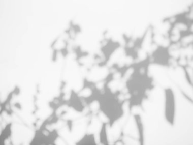 Duvar Arkaplanındaki Gölge Baharı, Soyut Kaplama Gölgesi Yumuşak Dış Yapraklar Ağacı, Pencere Binasının Doğa Örtüsü, Klasik Güneş Bitkisi Yaprağı Yerdeki Gri Boya Odası Çimento Yazı.