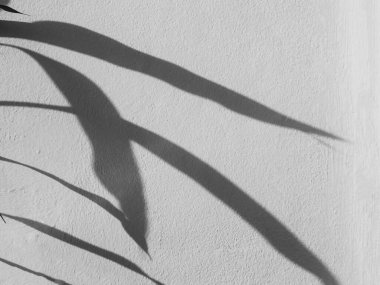 Duvar Arkaplanındaki Gölge Baharı, Soyut Kaplama Gölgesi Yumuşak Dış Yapraklar Ağacı, Pencere Binasının Doğa Örtüsü, Klasik Güneş Bitkisi Yaprağı Yerdeki Gri Boya Odası Çimento Yazı.