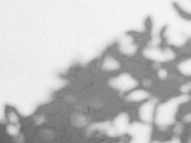 Shadow Spring on Wall Background,Abstract Shady Soft Exterior Leaves Tree,Nature Overlay from Window Building,Texture vintage Sun Light Plant Leaf Summer on Floor Grey Paint Room Cement Construction.
