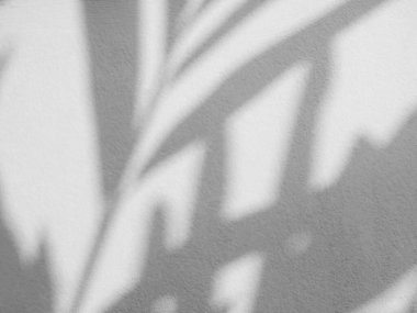 Plant Leaves Shadow Overlay on Grey Cement Background,Abstract Pattern Business Texture Nature Design,White Sun light on Construction Building House,Autumn Template Concrete Architecture Material.