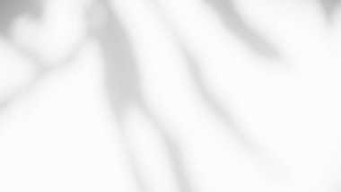 Plant Leaves Shadow Overlay on Grey Cement Background,Abstract Pattern Business Texture Nature Design,White Sun light on Construction Building House,Autumn Template Concrete Architecture Material.