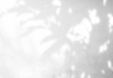 Duvar Arkaplanındaki Gölge Baharı, Soyut Kaplama Gölgesi Yumuşak Dış Yapraklar Ağacı, Pencere Binasının Doğa Örtüsü, Klasik Güneş Bitkisi Yaprağı Yerdeki Gri Boya Odası Çimento Yazı.