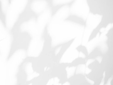 Gölge Çimento Zemininde Doğayı Bırakıyor Ev Arkaplanı, İnşaat Üzerine Işık Kaplaması Ağaç Vintage İnşaat Duvarı Zemini, Sonbahar ya da Yaz Arkaplan Odası.