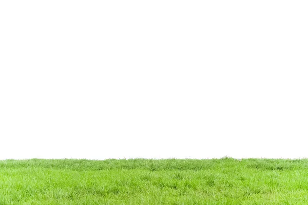 Зелений Газон Ізольований Білому Тлі Трава Польовий Карниз Природний Рослинний — стокове фото