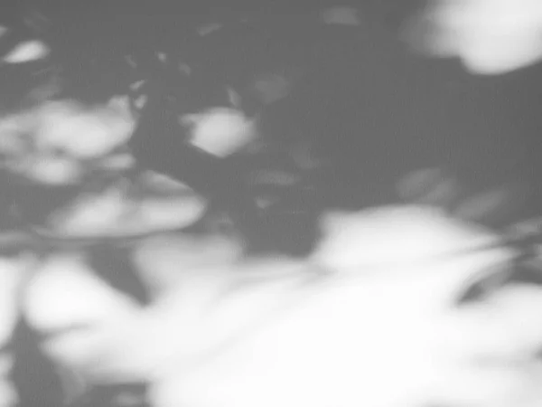 Абстрактні Тіньові Листя Фоні Цементу Настінної Підлоги Вигляд Накладання Сонячного — стокове фото