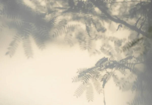 Hintergrund Sommer Herbst Produkt Mit Abstrakten Schatten Blätter Der Wand — Stockfoto