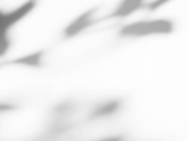 Gölge Ağaç Yaprağı Bitki Arkaplanında, Hafif Siluet Yaprakları Beyaz Çimento Duvarında Yapraklar, Arka Baharda Doğa, Gri Beton Desenli Desen Tasarımı Tropikal Yaz veya Çevre.