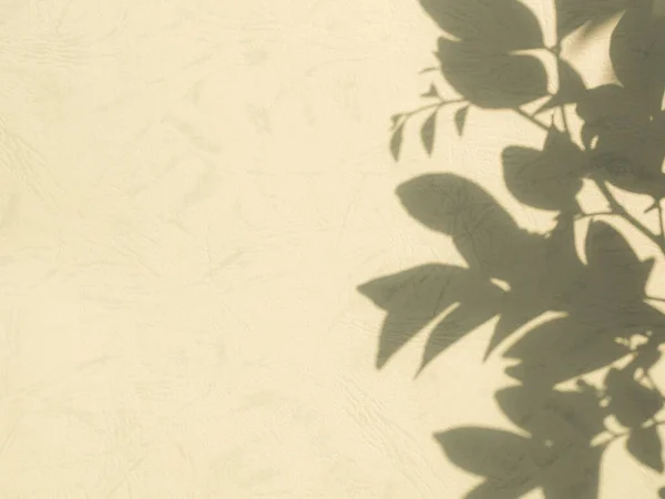 Stínový List Pozadí Zdi Rozmazat Abstraktní Světlo Překrytí Strom Rostlina — Stock fotografie