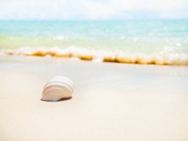 Shell Conch on Beach with Sea Background, White Sand at Coast with Blur Wave Water Blue Ocean and Sunshine Day Doğa Sahası, Seasshore Landscape, Turizm Seyahat Konsepti.