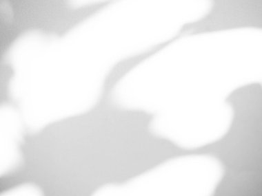 Gölge Arkaplanı, Duvardaki Soyut Çimento Yaprak Kaplama Görüntü Beton Platformu, Minimal Mockup Üzerine Güneş Işığı Yazı, Bokeh Tropikal Bahar Yüzey Üzerine Doğa Ağacı Gri Yapraklar.