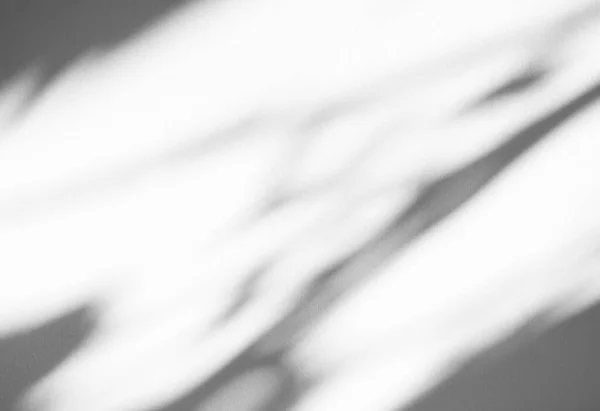 アブストラクトブラー上の影の葉セメント壁床背景 パステル最小植物木自然光オーバーレイ葉背景 モックアップ製品テクスチャテンプレートパターンスペースシーングレーホワイト表面 — ストック写真