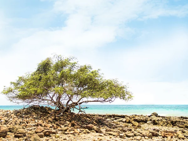 Tree Pemphis Acidula Sahilde Deniz Yaz Taşı, Koh Larn Pattaya Adası Tayland, Blue Ocean Shore Tropical with Sky Paradise, Seascape Nature, Turizm Seyahat Tatil Günleri.