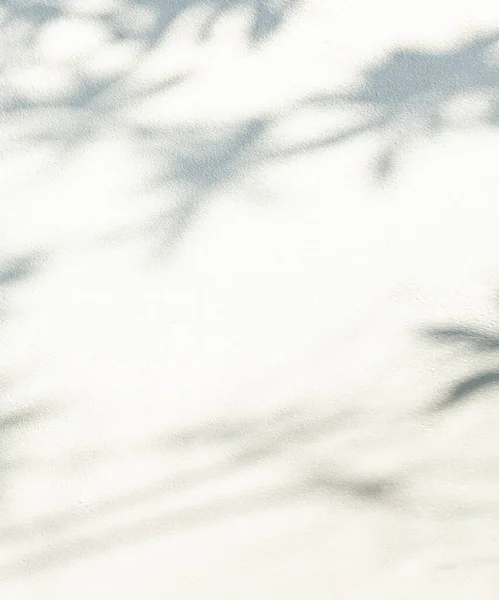 Тіньовий Фон Абстрактне Світло Накладання Листя Квітковий Завод Настінний Фон — стокове фото