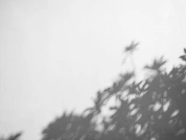 影の背景 ライトホワイトオーバーレイ植物の花の葉の背景 アブストラクトブラー壁床大理石石タイルセメント最小モックアップ 窓からの自然光 テンプレート製品夏秋のモックアップ — ストック写真