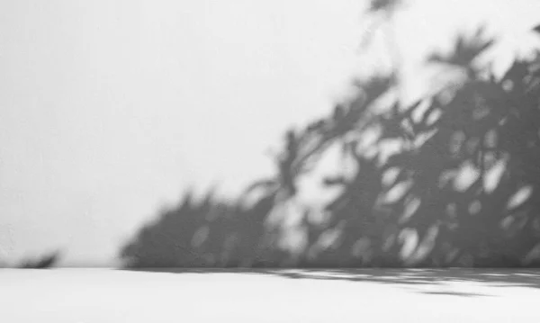 背景ホワイトスタジオルームプロダクト 影の葉壁の床の背景 ライトオーバーレイグレーグラデーションテクスチャセメントのロフト大理石の最小テンプレート エレガントな表彰台のステージスペース3D 大きな木の自然植物 — ストック写真