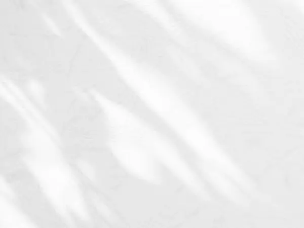 Фон Листьев Светлой Тени Абстрактная Белая Природа Накладывается Минимальный Макет — стоковое фото