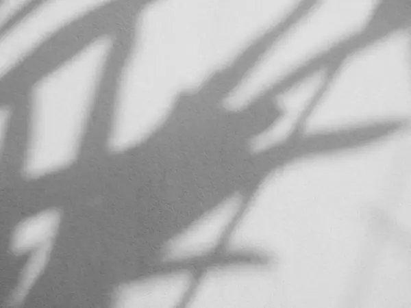 Shadow Leaf Backdrop Light Abstact Wall Floor Υπέρθεση Γκρι Λευκό — Φωτογραφία Αρχείου