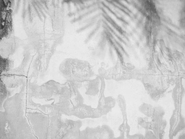 影叶背景 墙背浅白植物复盖 最低限度调理的抽象阳光 水泥大理石窗上模糊的自然 夏季调理地板热带阴影建筑 — 图库照片