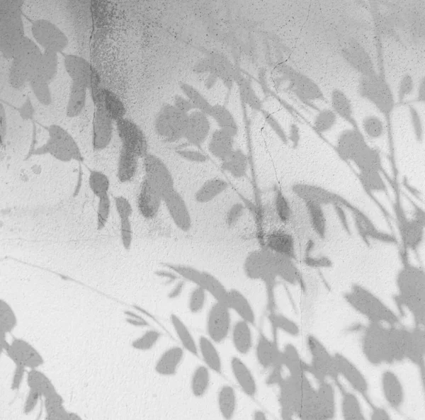 Shadow Leaf Background Light White Plant Overlay Wall Backdrop Abstract — 스톡 사진