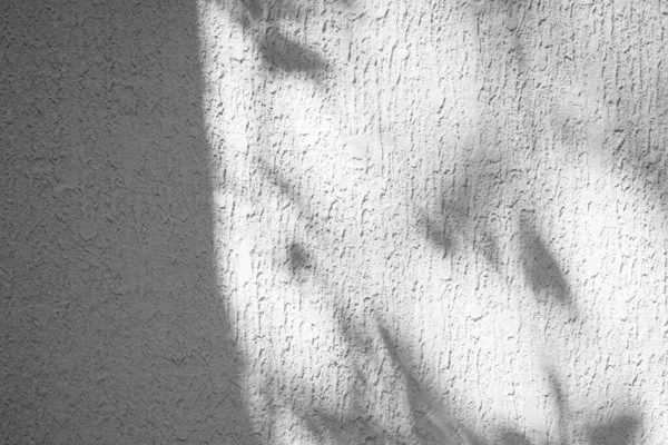 Schatten Blatt Hintergrund Weißlicht Overlay Abstrakt Auf Grauer Wandschablone Produkt — Stockfoto