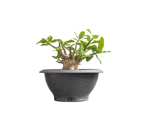 Adenium Tree Flower Plant Pot Aislado Sobre Fondo Blanco Camino — Foto de Stock