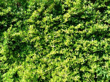 Banyan Ağaç Arkaplanı, Ficus Annulata Desenli Doku Tasarımı Doğa Bahçesi Yaz Duvarı Şablonu Tropikal Orman, Hayat Ormanı Eski Arkaplan.