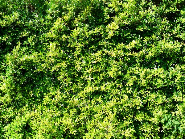 Arbre Banyan Fond Plante Ficus Annulata Patron Texture Design Parc — Photo