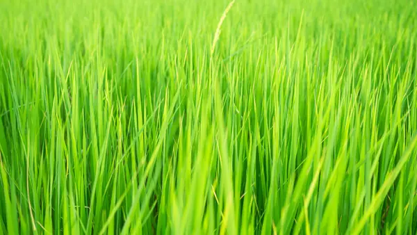 Rýže Jasmín Pole Farma Zelené Listy Pozadí Rostlinný Růst Moderní — Stock fotografie
