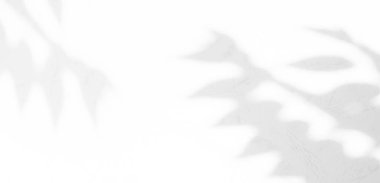 Gölge Arkaplanı Yaprak Yaprakları Yaz Tropik Bitkisinden Kalkıyor Hafif Çiçek Duvarı Zemini Gül Yaprakları Soyut Güneş Işığı Modeli Minimum Örnekleme Şablonu Efekti Pencere Bg 3d Desenli Şablon.