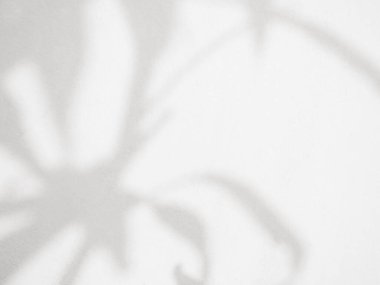 Gölge Arkaplan Duvarı Beyaz Kaplama Santrali Özet Güneş Işığı Yaprak Şablonu Tropik Yaprak Ağaç Yaprakları Yaz Doğası Zemin Bulanık Yaprakları Renk Efekti.