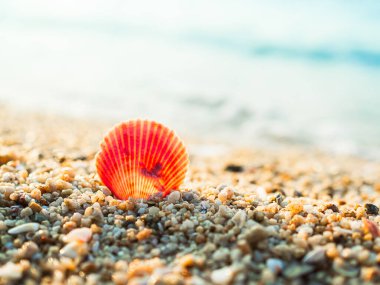 Deniz kabuğu deniz kabuğu yaz mevsiminde Kum Denizi 'nde Kum Denizi' nde Güneş Işığı Sahil Sahili 'nde Gündüz Uzayı Turizm İçin Güzel Tropikal Ada Cenneti Koyu.